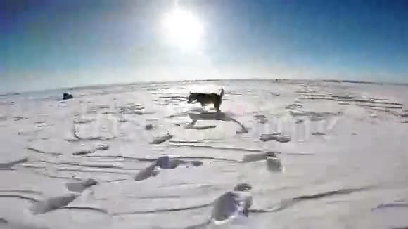 小猎犬在雪地上嚎叫视频的预览图