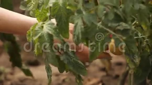手农收获成熟的西红柿视频的预览图