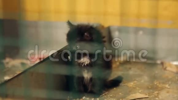 动物收容所笼子里的黑猫视频的预览图