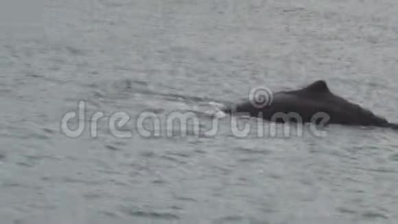 新西兰南岛基古拉的抹香鲸视频的预览图