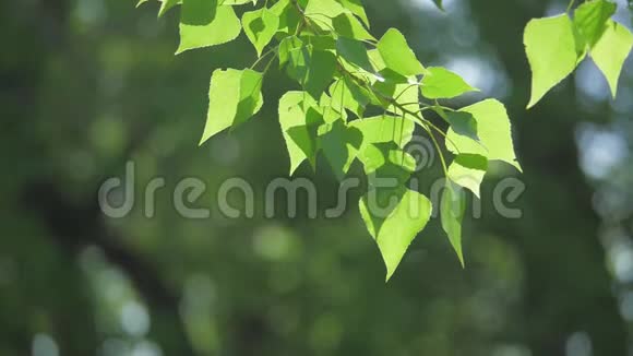 绿色的树枝上有白色的背景阳光让树木的生活方式在风中摇曳慢动作视频视频的预览图
