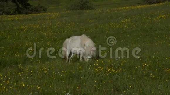 白马在农村放牧视频的预览图