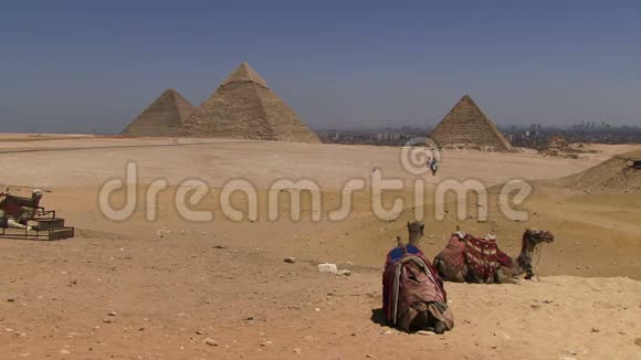 有骆驼的吉萨金字塔视频的预览图