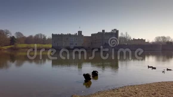 英国利兹城堡著名的黑天鹅视频的预览图