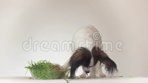 美丽的年轻公犬欧陆玩具猎犬Papillon吃新鲜发芽燕麦白底股票画面视频的预览图