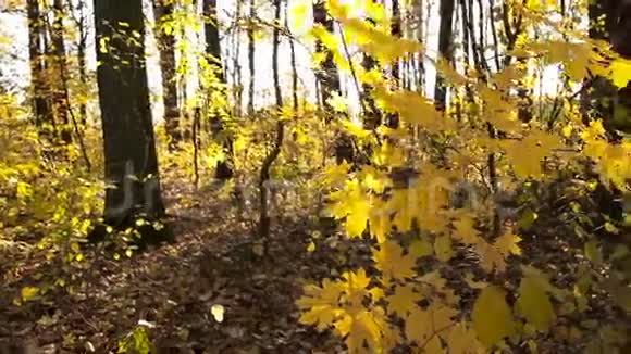 黄色的叶子在一棵小树上视频的预览图