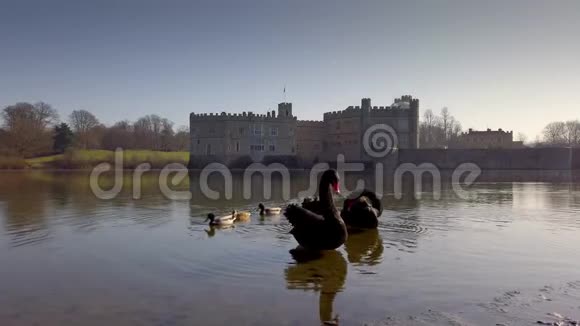 英国利兹城堡著名的黑天鹅视频的预览图