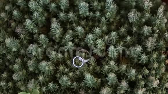 壶中仙人掌上的结婚戒指视频的预览图