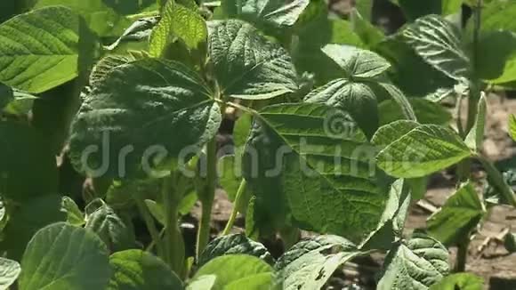 夏天的大豆随风飘动视频的预览图