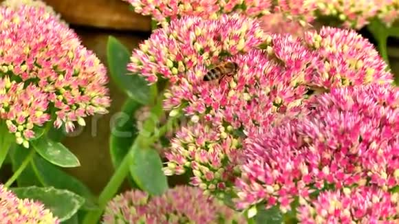 花丛上的蜜蜂视频的预览图