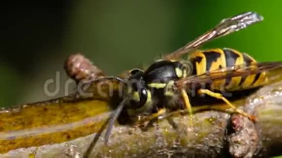 以树枝上的糖浆为食的黄蜂视频的预览图