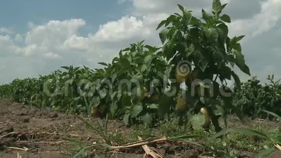 成熟红辣椒和有机青椒的农田视频的预览图