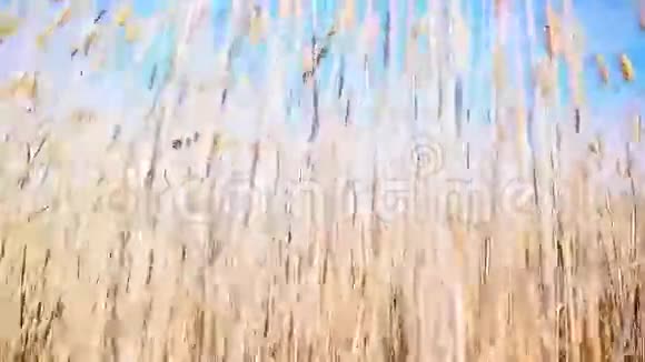 风吹进藤苇视频的预览图