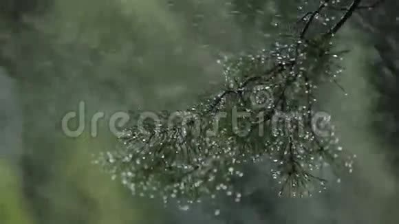 水滴在针叶树的针叶和树叶上视频的预览图