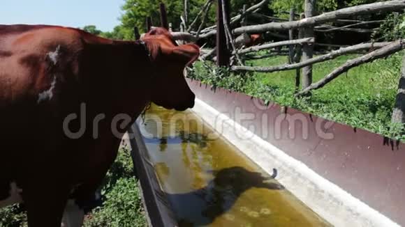 许多不同的奶牛从水槽里喝水视频的预览图