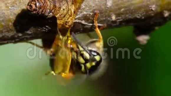 以树枝上的糖浆为食的黄蜂视频的预览图
