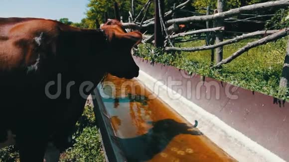 奶牛在放牧对牛的渴望各种大小的奶牛喝的水来自巨大的铁槽充满水视频的预览图