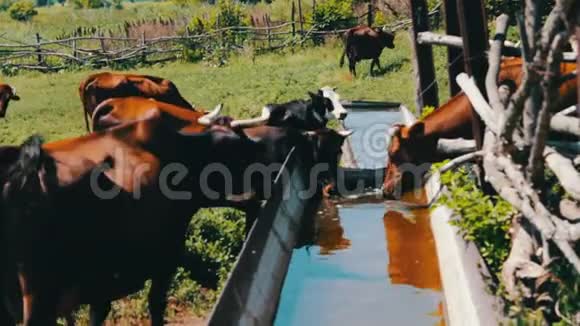 各种大小的奶牛喝的水来自巨大的铁槽充满水对牛的渴望放牧奶牛视频的预览图