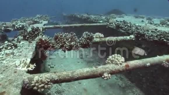 埃及红海海底沉船SalemExpress附近的鱼类和珊瑚视频的预览图