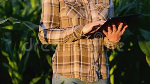 日落时分在农业种植玉米地使用平板电脑的女农学家视频的预览图