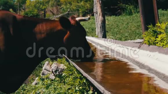 许多不同的奶牛从水槽里喝水视频的预览图