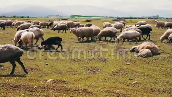 牧场上放牧的羊群和公羊农业工业视频的预览图