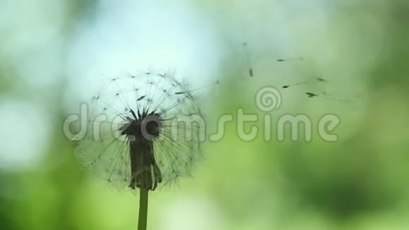 美丽的飞蒲公英种子在模糊的绿草背景上缓慢运动1920x1080视频的预览图