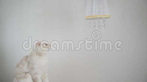 小猫看着水晶吊坠灯视频的预览图