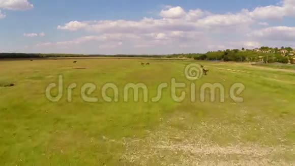 在茂盛的绿色草地上放牧的农场动物视频的预览图