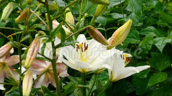 雨后白色百合芽和花瓣视频的预览图