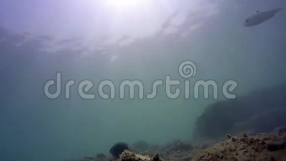 几条鱼和潜水员在水下游泳视频的预览图
