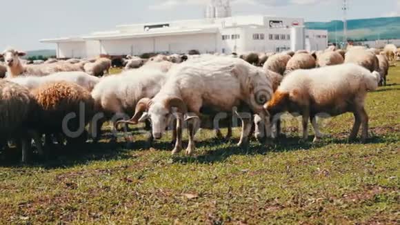 牧场上放牧的羊群和公羊农业工业视频的预览图