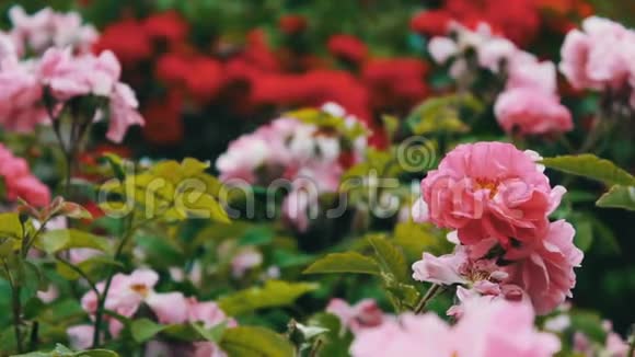 公园里的粉红色玫瑰花园里的花园花园里生长着嫩嫩的玫瑰花瓣上有露水的花朵风景优美视频的预览图
