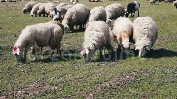 农业工业牧场上放牧的羊群和公羊视频的预览图