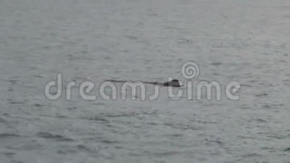 新西兰南岛kiakoura的抹香鲸视频的预览图