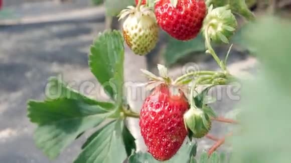 草莓浆果长在床上特写镜头健康饮食的概念视频的预览图