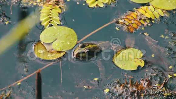 河里百合花旁的青蛙视频的预览图
