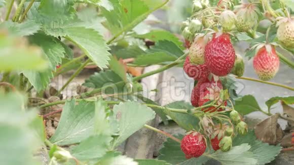 草莓浆果长在床上特写镜头健康饮食的概念视频的预览图