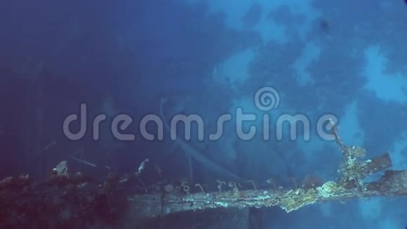 在埃及红海的沙伦快船水下沉船附近的海底视频的预览图
