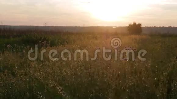 日落时的植物田移动摄像头美丽的天空视频的预览图