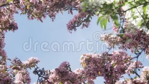 日本樱花浅深的樱花在蓝天的映衬下绽放出白色和紫色视频的预览图
