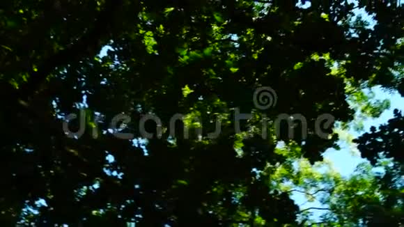 午后阳光风光线声音旋转的树木视频的预览图