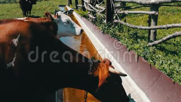 奶牛在放牧各种大小的奶牛喝的水来自巨大的铁槽充满水对牛的渴望视频的预览图