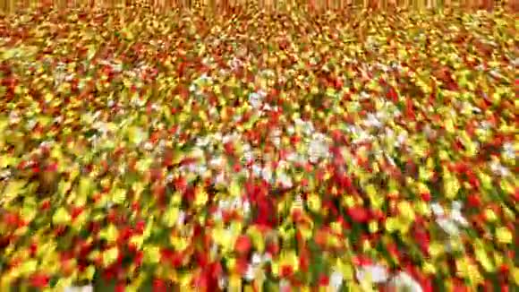 在晴朗的夏日相机飞过一片无尽的五颜六色的花田视频的预览图
