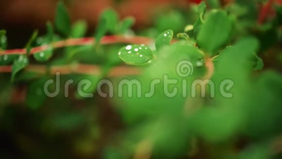 花园里的绿叶饱和绿色水滴在叶子上慢动作宏视频的预览图
