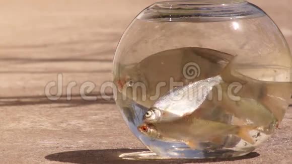 碗里的鱼29鱼是一种过敏性有机体的任何成员视频的预览图