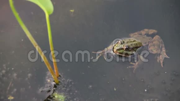 河里百合花旁的青蛙视频的预览图