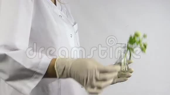 手拿无菌手套把豌豆放进测试瓶中视频的预览图
