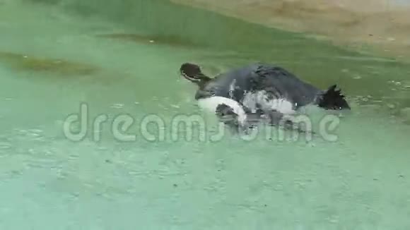 企鹅在雨中游泳视频的预览图