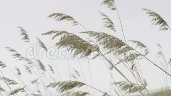 白色天空背景下的芦苇视频的预览图